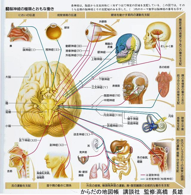 ヒトの脳神経は12対 大牟田市の耳鼻咽喉科なら立石医院